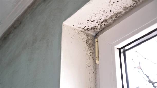 Best Attic Mold Remediation in Wathena, KS