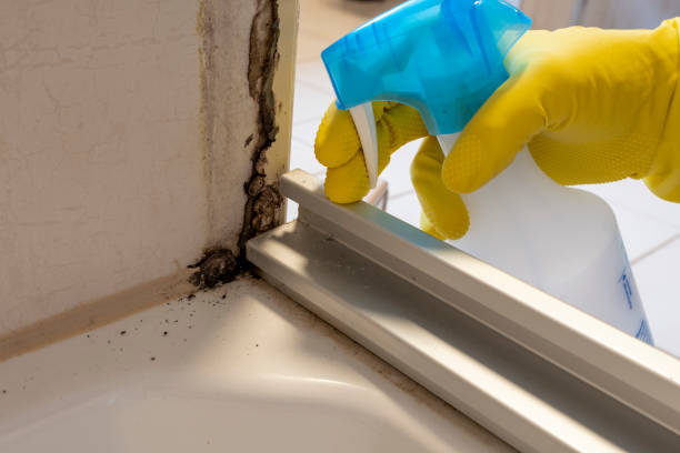 Best Black Mold Remediation in Wathena, KS